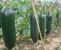 副食品配送公司核心产品信息全览 价格、型号与图片详解